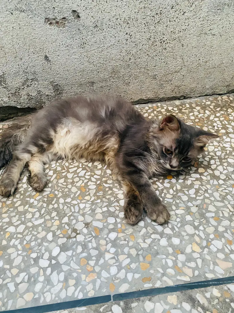 Male and Female persian cat — photo 2