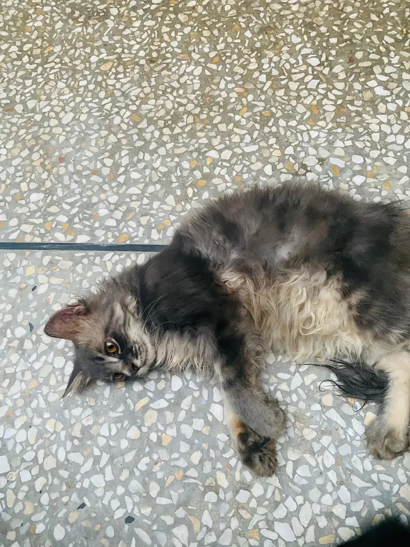 Male and Female persian cat — photo 3