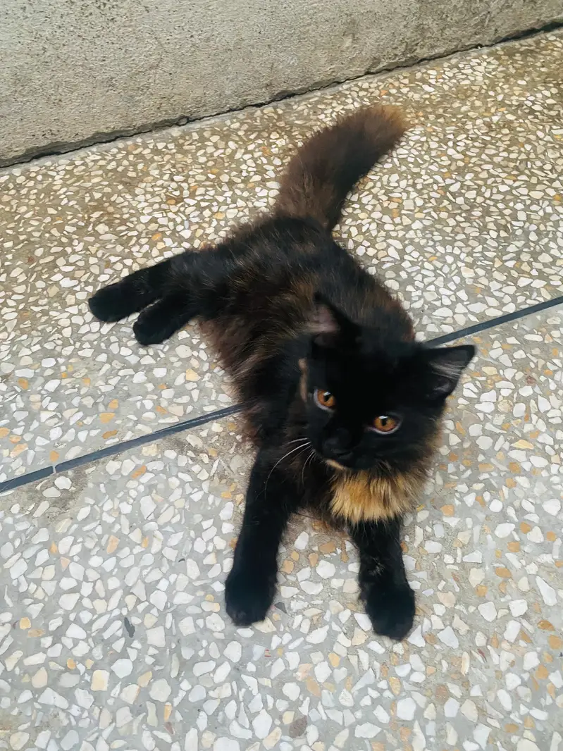 Male and Female persian cat — photo 4