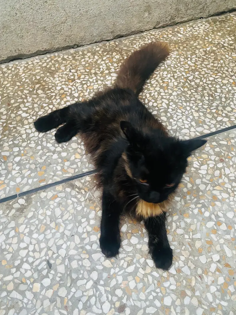 Male and Female persian cat — photo 5