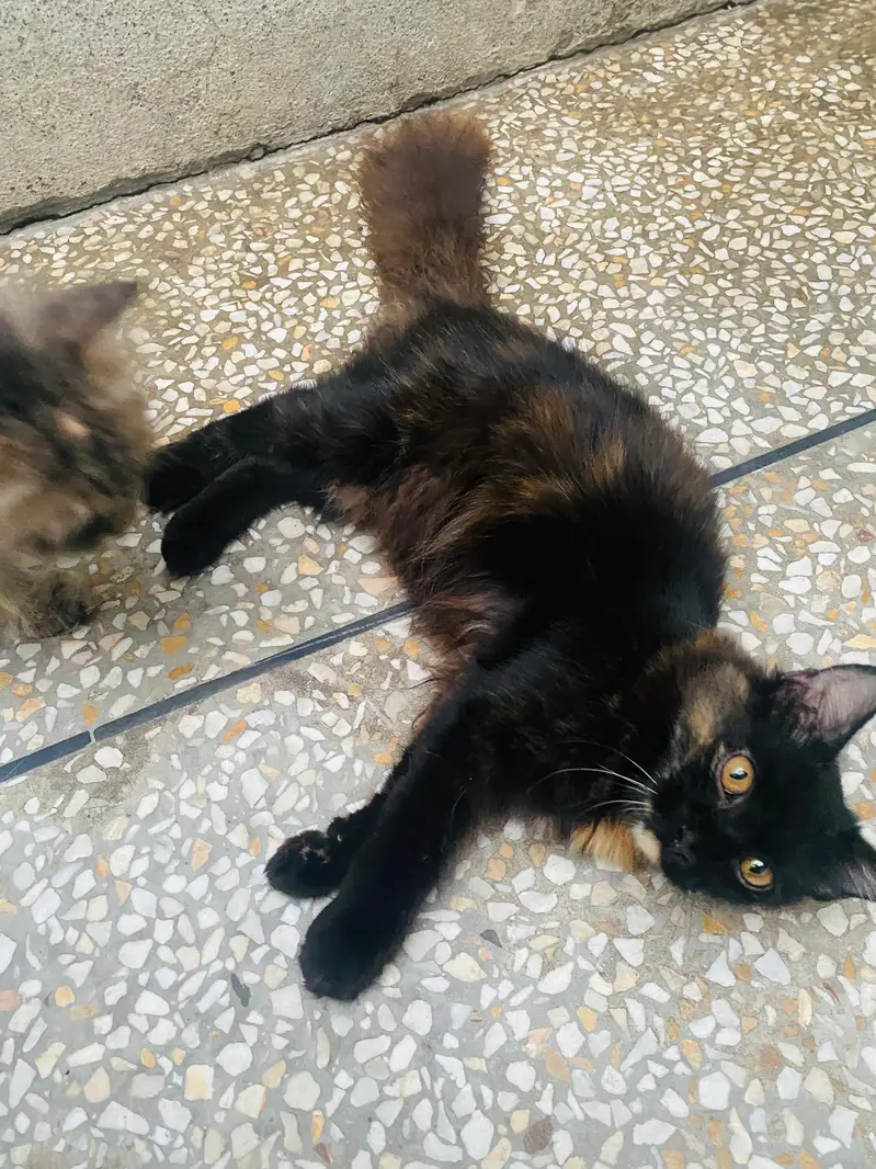 Male and Female persian cat — photo 6