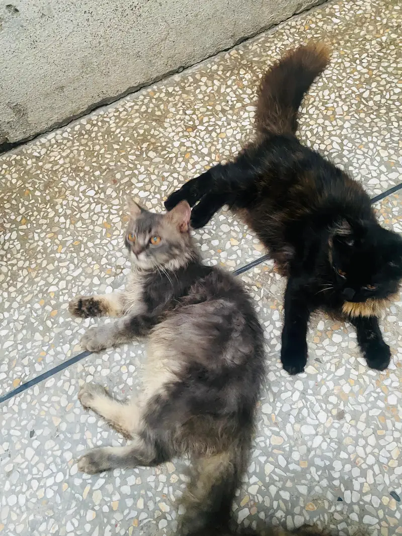Male and Female persian cat — photo 8