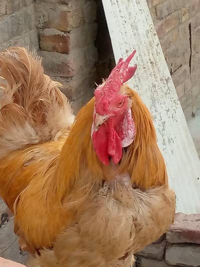 Murga for sale