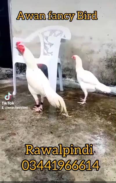 Heera aseel