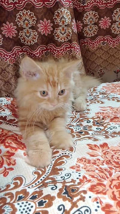 For Sale