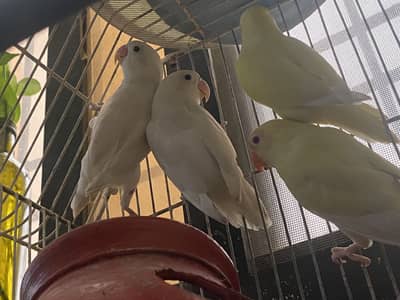 Lovebirds for Sale 2 pairs – Albino White & Yellow