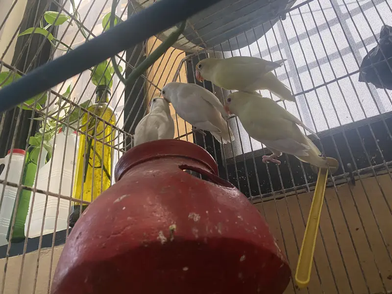 Lovebirds for Sale 2 pairs – Albino White & Yellow — photo 2