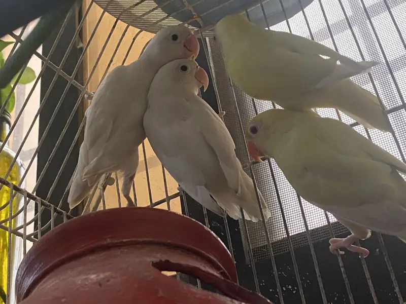 Lovebirds for Sale 2 pairs – Albino White & Yellow — photo 3
