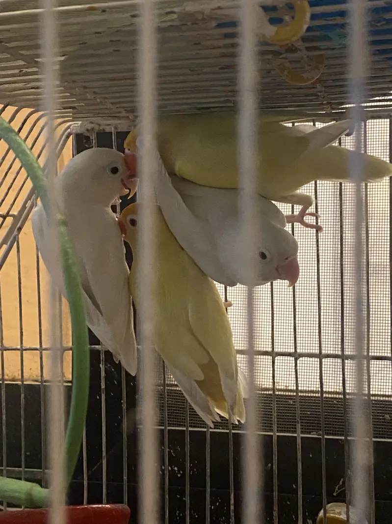 Lovebirds for Sale 2 pairs – Albino White & Yellow — photo 4