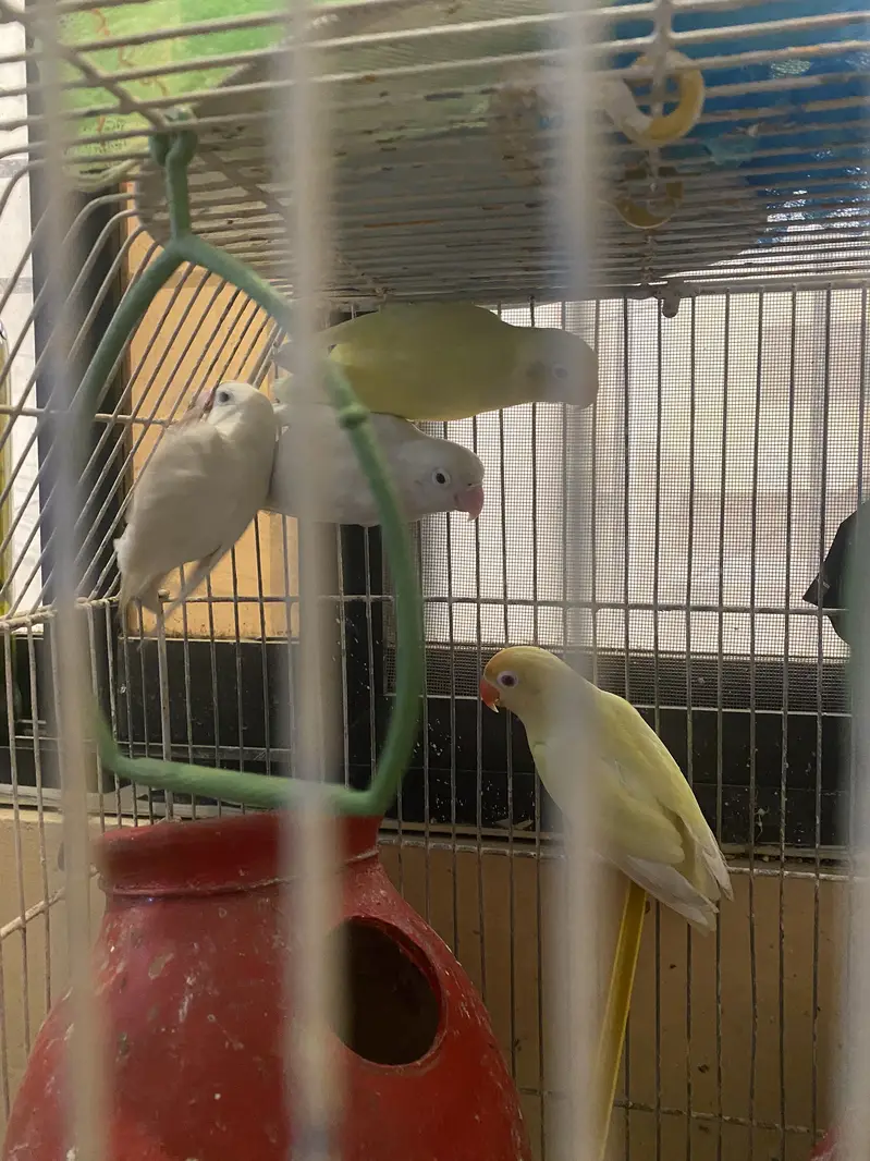 Lovebirds for Sale 2 pairs – Albino White & Yellow — photo 5