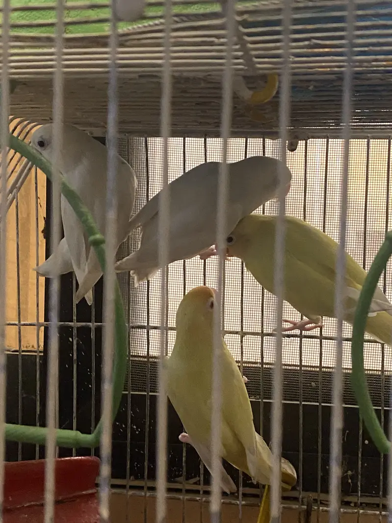 Lovebirds for Sale 2 pairs – Albino White & Yellow — photo 6
