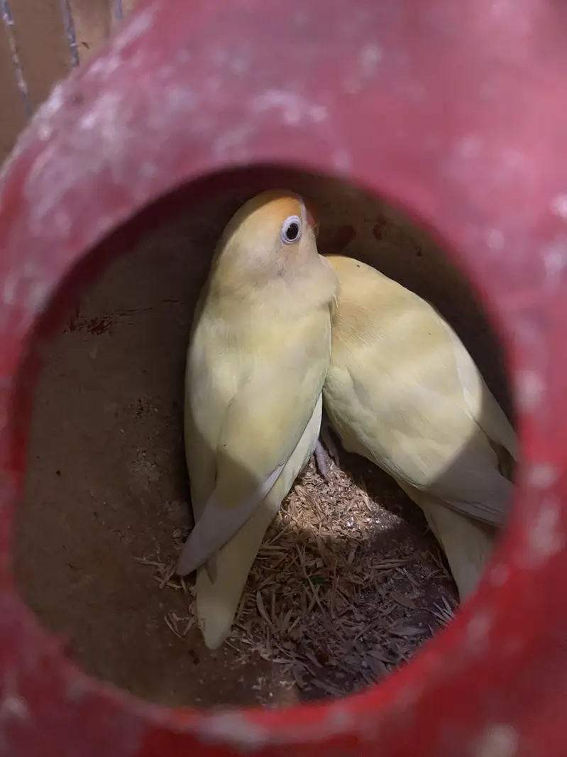 Lovebirds for Sale 2 pairs – Albino White & Yellow — photo 7