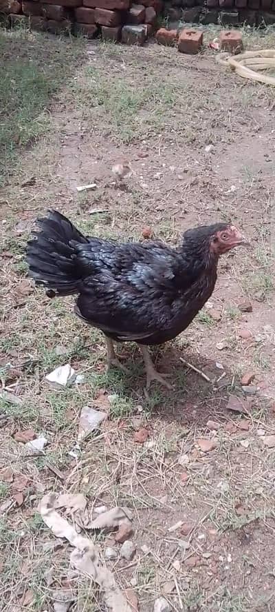 High Quality Mushki Maadi