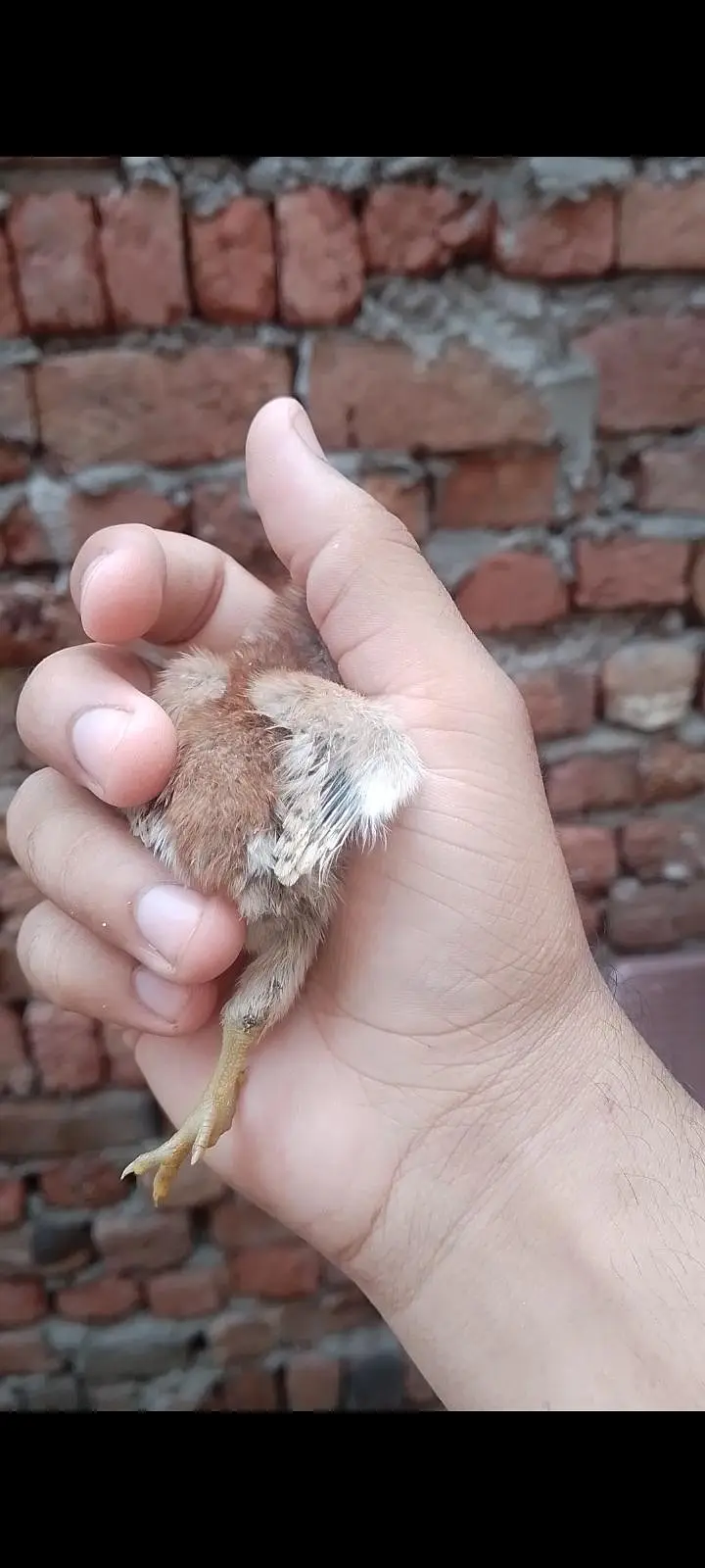 High Quality Mushki Maadi — photo 6