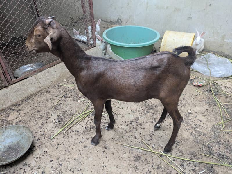 bakri 0