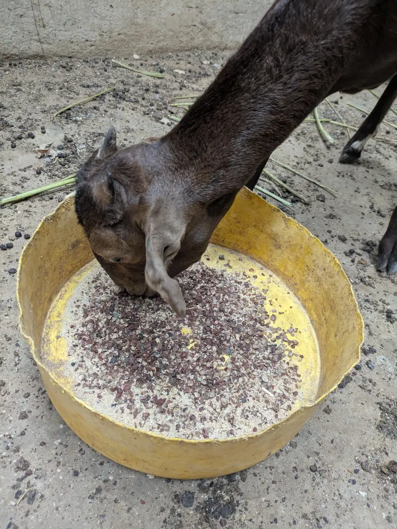 bakri — photo 2