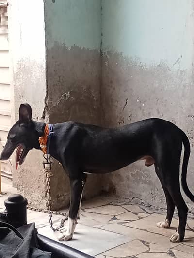 gryhond dog