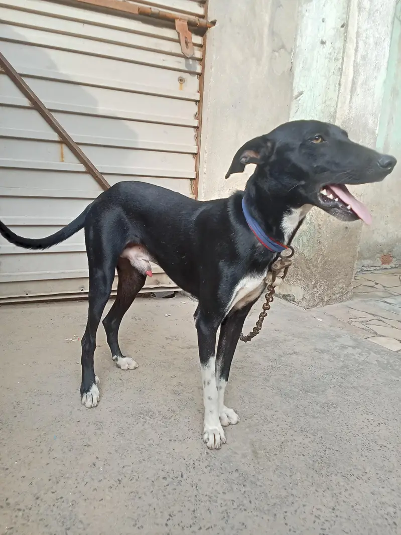 gryhond dog — photo 2