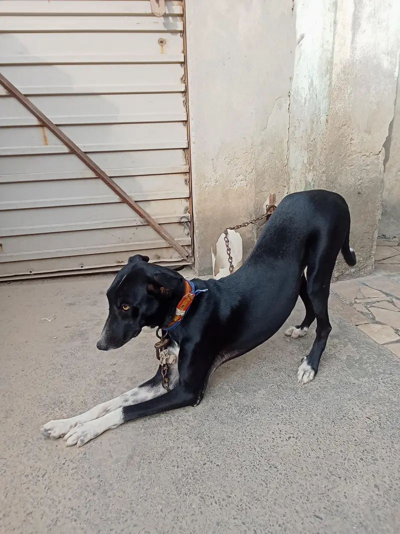 gryhond dog — photo 3