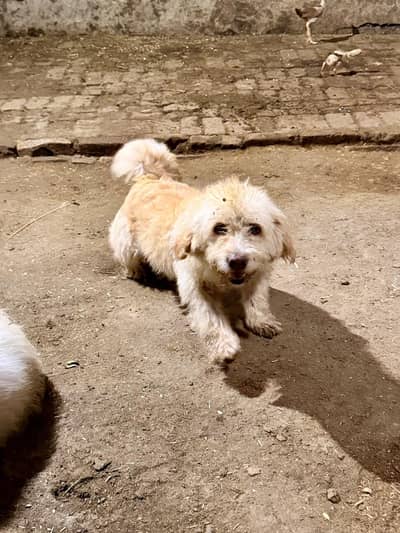 poodle maltese pair
