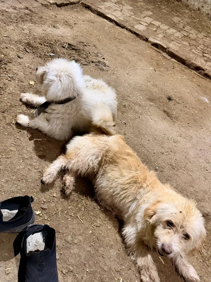 poodle maltese pair — photo 2