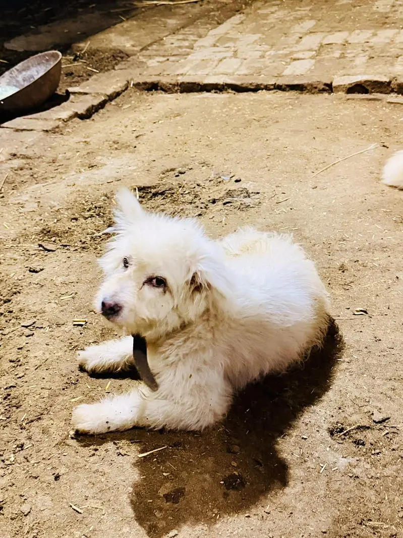 poodle maltese pair — photo 3