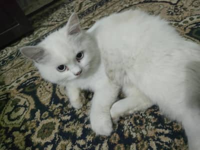two persian  cats are for sale , Reason mery pas already 2 or b hai .