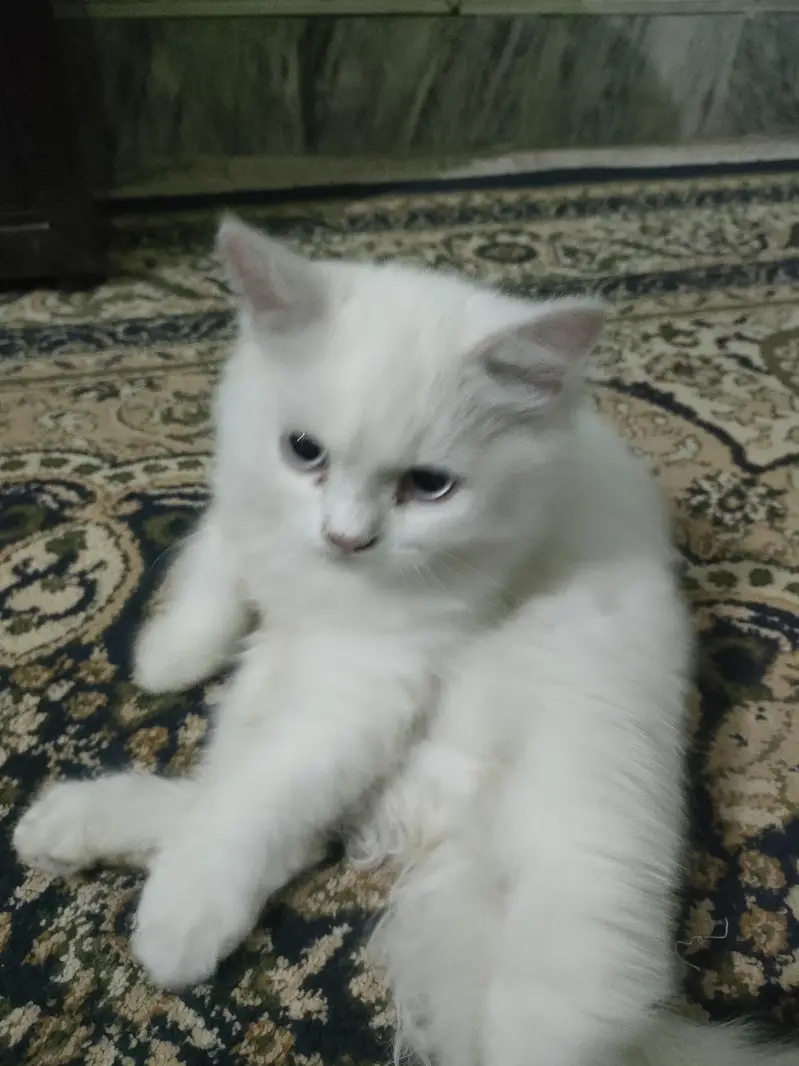two persian  cats are for sale , Reason mery pas already 2 or b hai . — photo 2