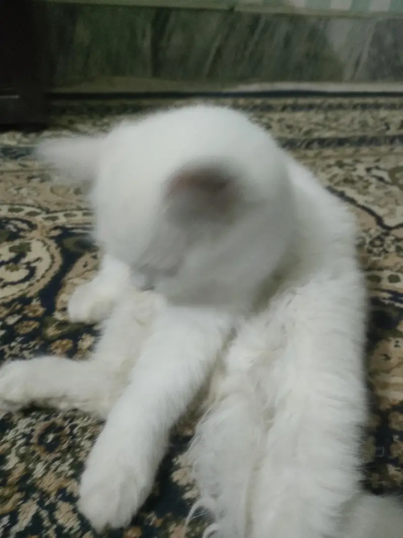two persian  cats are for sale , Reason mery pas already 2 or b hai . — photo 3