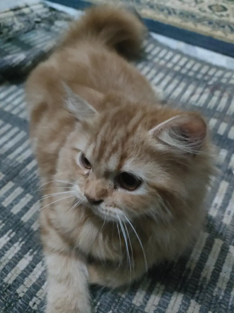 two persian  cats are for sale , Reason mery pas already 2 or b hai . — photo 4