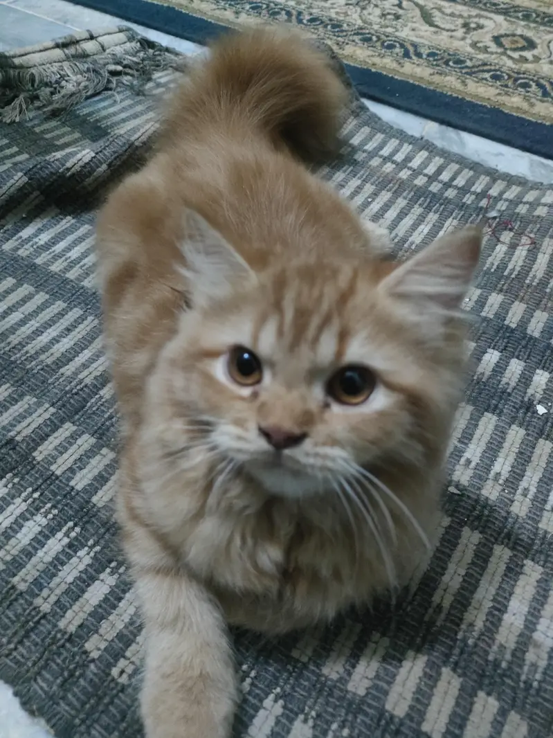 two persian  cats are for sale , Reason mery pas already 2 or b hai . — photo 5