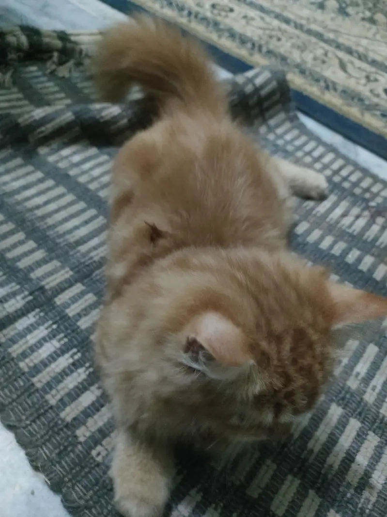 two persian  cats are for sale , Reason mery pas already 2 or b hai . — photo 6