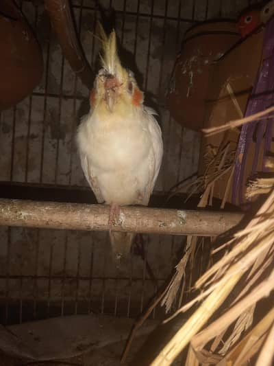 Green fisher/Albino/Cocktail for sale love bird for sale