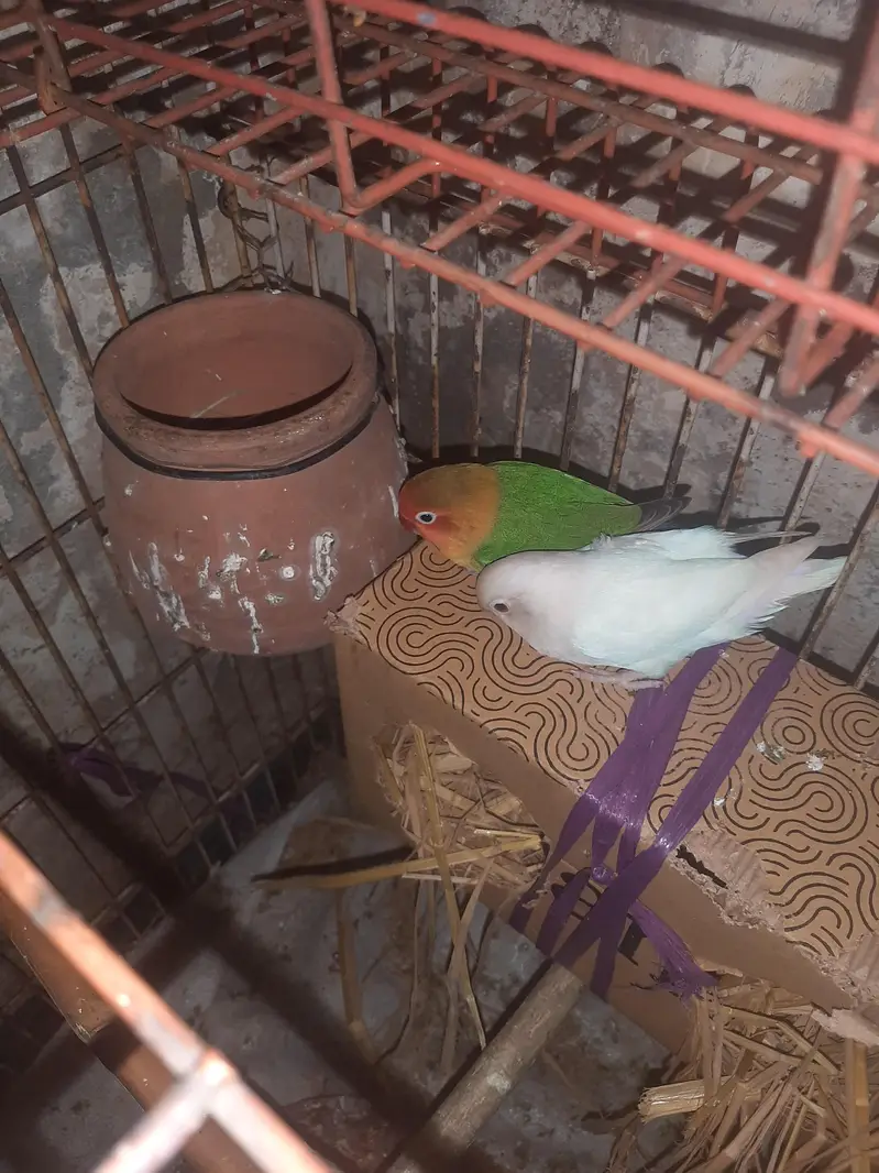 Green fisher/Albino/Cocktail for sale love bird for sale — photo 2