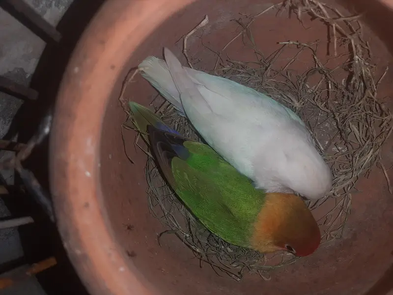 Green fisher/Albino/Cocktail for sale love bird for sale — photo 3