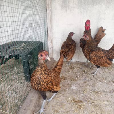 Golden sebright breeders