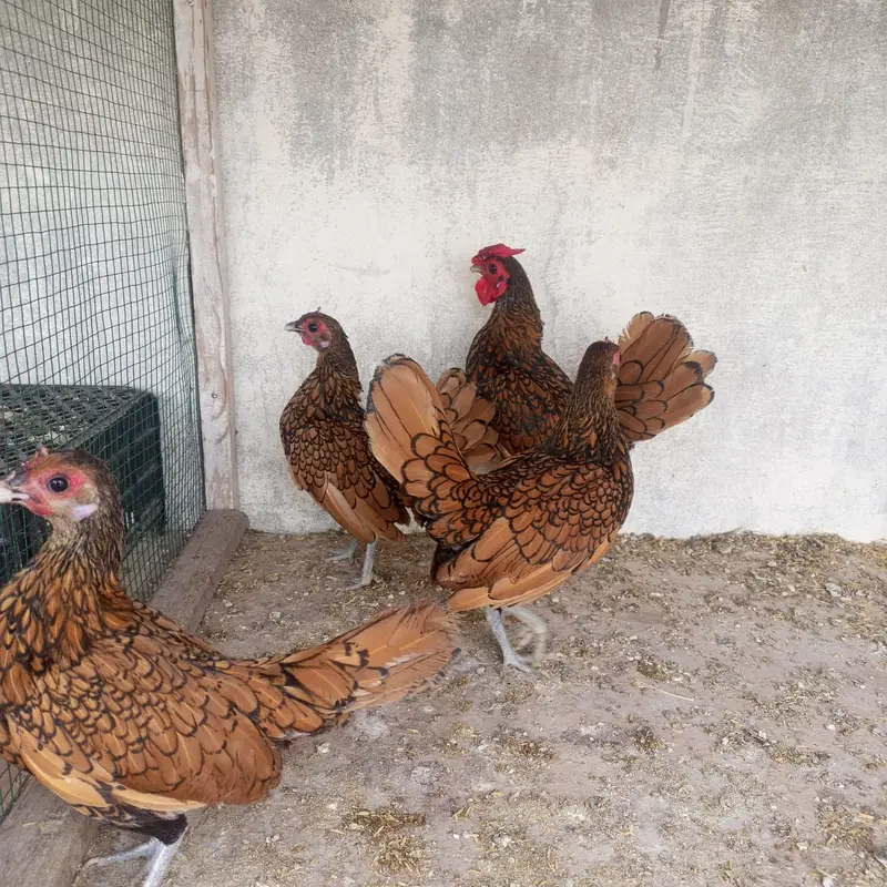 Golden sebright breeders — photo 2