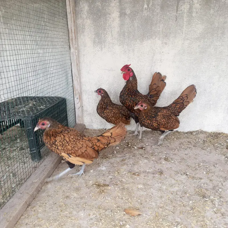 Golden sebright breeders — photo 3