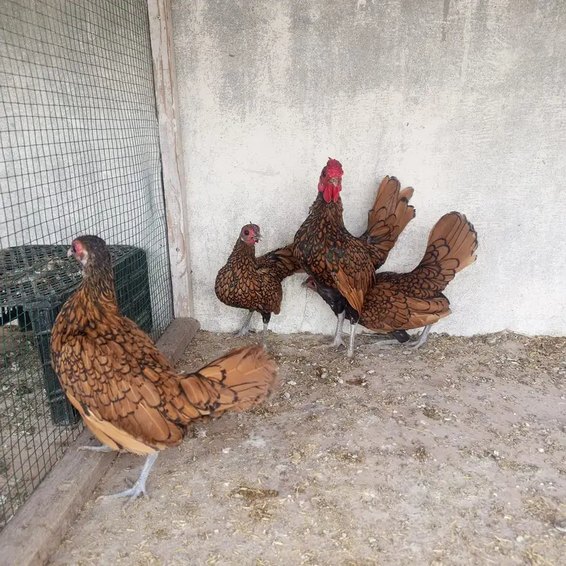 Golden sebright breeders — photo 4