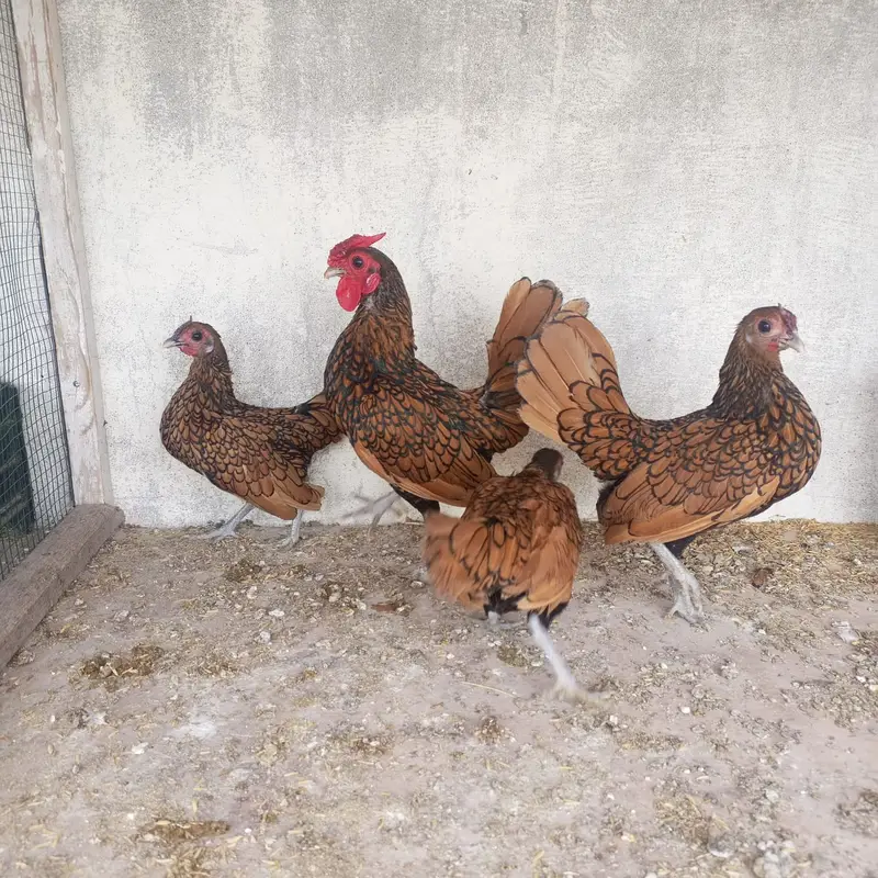 Golden sebright breeders — photo 5