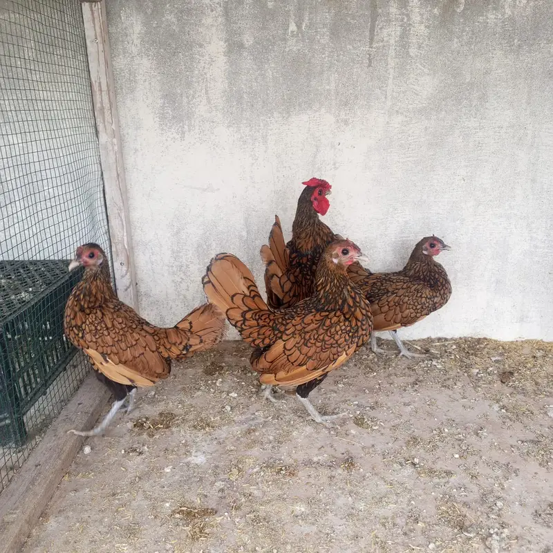Golden sebright breeders — photo 6