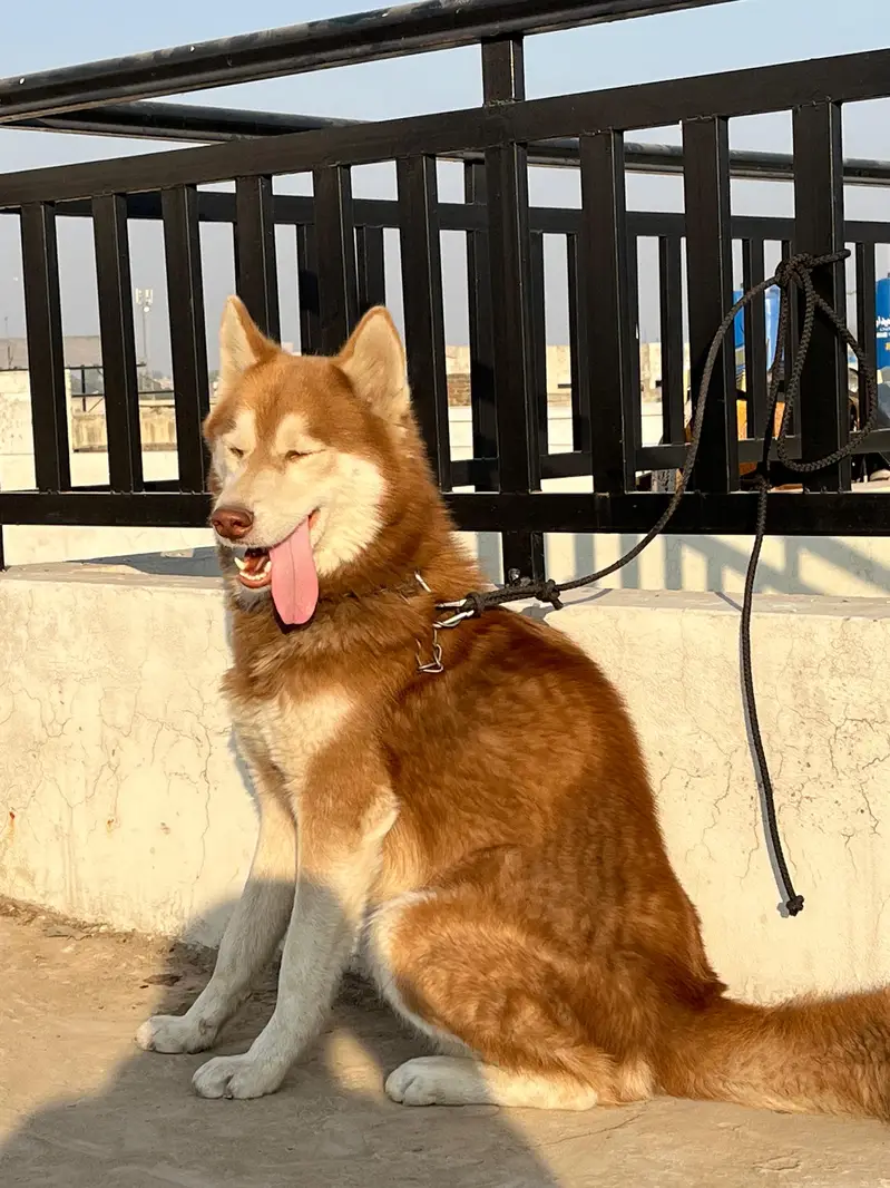 siberian husky male — photo 2