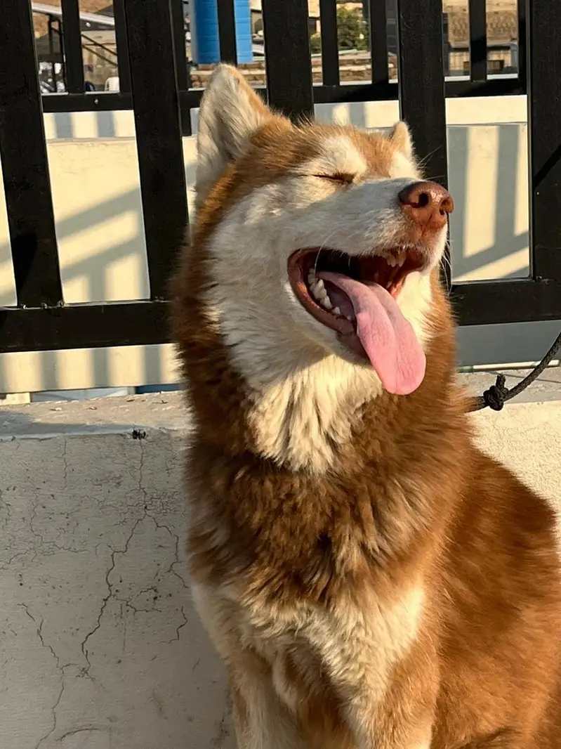 siberian husky male — photo 3