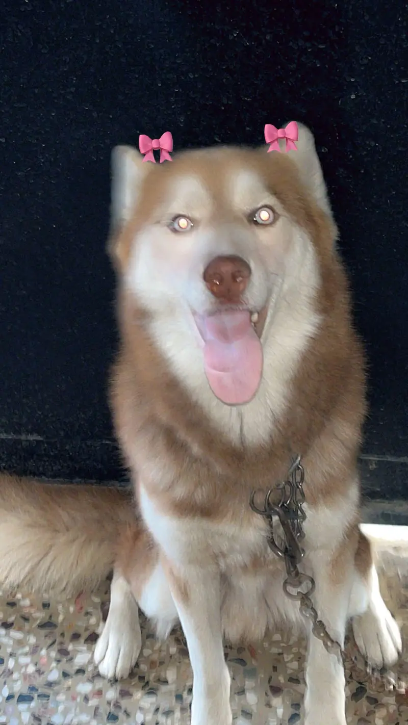 siberian husky male — photo 4