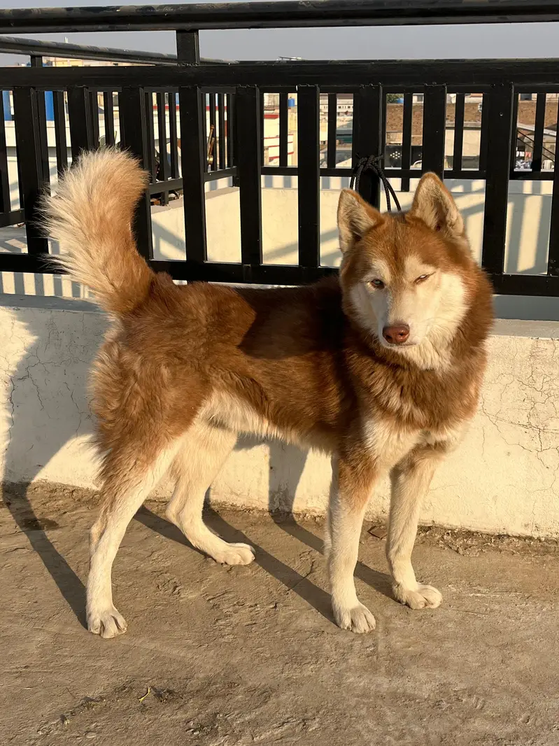 siberian husky male — photo 5