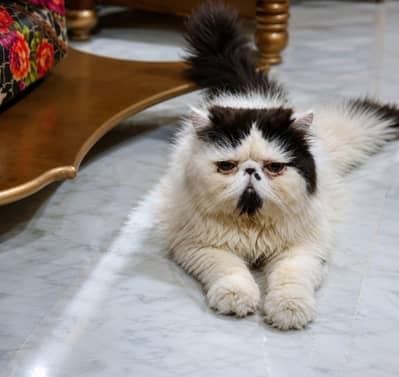 pure pikki face male available for mating service