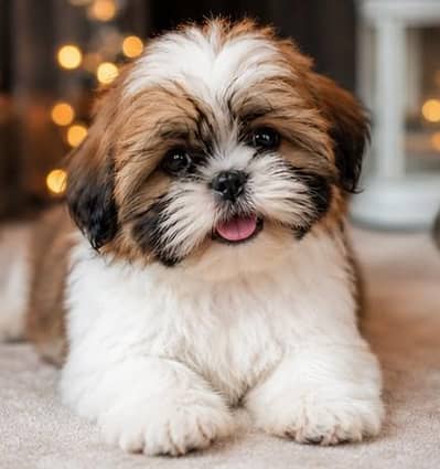 Shih tzu puppy adoption ke available