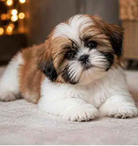 Shih tzu puppy adoption ke available — photo 2