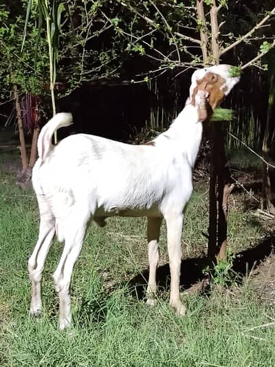 Mix Breed Goat for sale