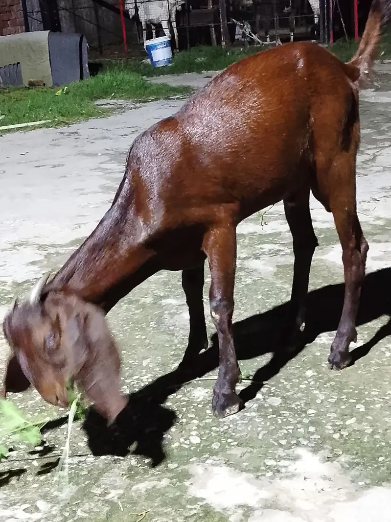 Mix Breed Goat for sale — photo 2